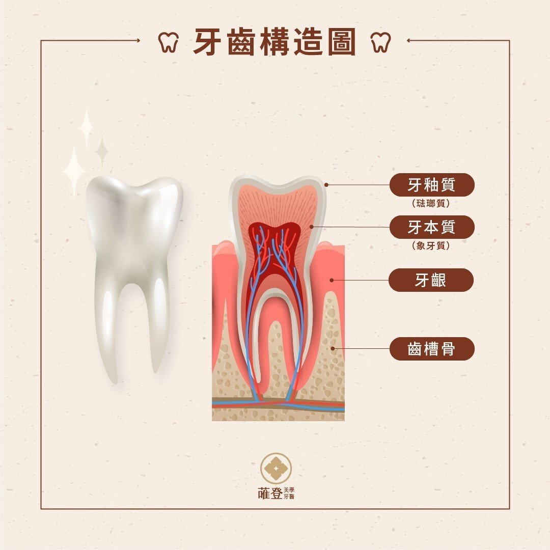 牙齒構造圖｜高雄蓶登牙醫